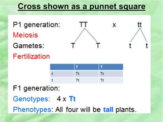 Cross shown as a punnet square
 