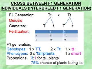CROSS BETWEEN F1 GENERATION
INDIVIDUALS (INTERBREED F1 GENERATION)
 