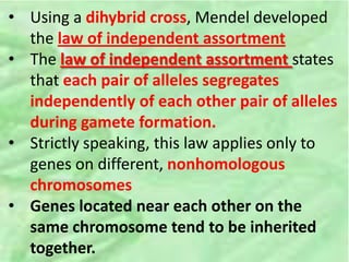 • Using a dihybrid cross, Mendel developed
the law of independent assortment
• The law of independent assortment states
that each pair of alleles segregates
independently of each other pair of alleles
during gamete formation.
• Strictly speaking, this law applies only to
genes on different, nonhomologous
chromosomes
• Genes located near each other on the
same chromosome tend to be inherited
together.
 