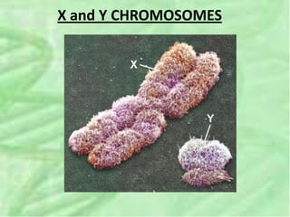 X and Y CHROMOSOMES
 