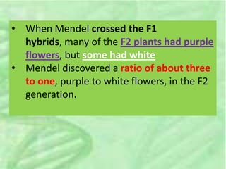 • When Mendel crossed the F1
hybrids, many of the F2 plants had purple
flowers, but some had white
• Mendel discovered a ratio of about three
to one, purple to white flowers, in the F2
generation.
 