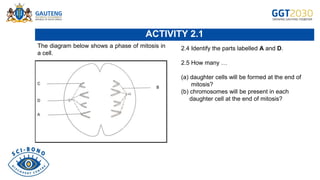 Life Sciences Gr.10 Lesson 39 Cell division (The phases of mitosis) (1).pdf