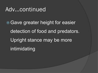 Adv…continued
 Gave

greater height for easier

detection of food and predators.
Upright stance may be more
intimidating

 