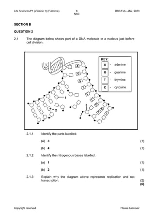 Life Sciences/P1 (Version 1) (Full-time) 8 DBE/Feb.–Mar. 2013 
NSC 
Copyright reserved Please turn over 
SECTION B 
QUESTION 2 
2.1 
The diagram below shows part of a DNA molecule in a nucleus just before cell division. 
2.1.1 
Identify the parts labelled: 
(a) 
(b) 
3 
4 
(1) 
(1) 
2.1.2 
Identify the nitrogenous bases labelled: 
(a) 
(b) 
1 
2 
(1) 
(1) 
2.1.3 
Explain why the diagram above represents replication and not transcription. 
(2) 
(6) 
T 
1 
2 
3 
4 
A 
G 
C 
T 
C 
C 
T 
G 
A 
T 
KEY: 
- adenine 
- guanine 
- thymine 
- cytosine 
A 
G 
T 
C  
