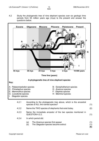 Life Sciences/P1 (Version 1) (Full-time) 15 DBE/November 2012 
NSC 
Copyright reserved Please turn over 
4.2 
Study the phylogenetic tree of nine elephant species over six geologic time periods from 55 million years ago (mya) to the present and answer the questions below. 
Eocene 
Oligocene 
Miocene 
Pliocene 
Pleistocene 
Present 
55 mya 
38 mya 
24 mya 
5 mya 
2 mya 
10 000 years 
Time line (years) 
A phylogenetic tree of nine elephant species 
Key: 
A: Palaeomastodon species B: Gomphotherium species 
C: Primelaphus species D: Anancus species 
E: Mammuthus species F: Elephas species 
G: Loxodonta species H: Mammut species 
I: Stegodon species 
4.2.1 
According to the phylogenetic tree above, which is the ancestral species of ALL the named species? 
(1) 
4.2.2 
Name the TWO species of elephants that exist today. 
(2) 
4.2.3 
Name the immediate ancestor of the two species mentioned in QUESTION 4.2.2. 
(1) 
4.2.4 
In which period did: 
(a) The Anancus species first appear 
(b) The Stegodon species become extinct 
(1) 
(1) 
(6) 
A 
H 
C 
D 
F 
B 
E 
G 
I  