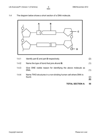 Life Sciences/P1 (Version 1) (Full-time) 8 DBE/November 2012 
NSC 
Copyright reserved Please turn over 
1.4 
The diagram below shows a short section of a DNA molecule. 
1.4.1 
Identify part C and part D respectively. 
(2) 
1.4.2 
1.4.3 
1.4.4 
Name the type of bond that joins A and B. 
Give ONE visible reason for identifying the above molecule as DNA. 
Name TWO structures in a non-dividing human cell where DNA is found. 
(1) 
(1) 
(2) 
(6) 
TOTAL SECTION A: 
50 
A 
B 
C 
D  