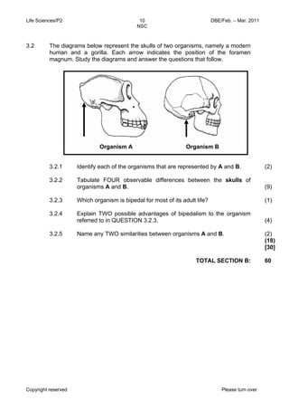 Life Sciences/P2 DBE/Feb. – Mar. 2011 
10 
NSC 
3.2 The diagrams below represent the skulls of two organisms, namely a modern 
human and a gorilla. Each arrow indicates the position of the foramen 
magnum. Study the diagrams and answer the questions that follow. 
3.2.1 
3.2.2 
3.2.3 
3.2.4 
3.2.5 
Identify each of the organisms that are represented by A and B. 
Tabulate FOUR observable differences between the skulls of 
organisms A and B. 
Which organism is bipedal for most of its adult life? 
Explain TWO possible advantages of bipedalism to the organism 
referred to in QUESTION 3.2.3. 
Name any TWO similarities between organisms A and B. 
Copyright reserved Please turn over 
(2) 
(9) 
(1) 
(4) 
(2) 
(18) 
TOTAL SECTION B: 
[30] 
60 
Organism A Organism B 
 