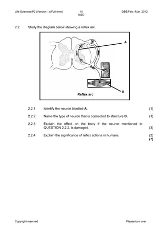 Life Sciences/P2 (Version 1) (Full-time) 10 DBE/Feb.–Mar. 2012 
NSC 
2.2.1 
2.2.2 
2.2.3 
2.2.4 
Identify the neuron labelled A. 
Name the type of neuron that is connected to structure B. 
Explain the effect on the body if the neuron mentioned in 
QUESTION 2.2.2, is damaged. 
Explain the significance of reflex actions in humans. 
Copyright reserved Please turn over 
(1) 
(1) 
(3) 
(2) 
(7) 
2.2 Study the diagram below showing a reflex arc. 
A 
B 
Reflex arc 
 
