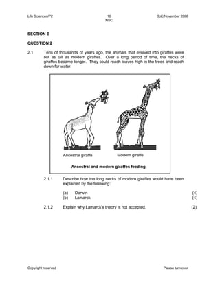 Life Sciences/P2 10 DoE/November 2008 
NSC 
SECTION B 
QUESTION 2 
2.1 Tens of thousands of years ago, the animals that evolved into giraffes were 
not as tall as modern giraffes. Over a long period of time, the necks of 
giraffes became longer. They could reach leaves high in the trees and reach 
down for water. 
Ancestral giraffe Modern giraffe 
Ancestral and modern giraffes feeding 
2.1.1 Describe how the long necks of modern giraffes would have been 
explained by the following: 
(a) 
Darwin 
(b) 
Lamarck 
Copyright reserved Please turn over 
(4) 
(4) 
2.1.2 Explain why Lamarck's theory is not accepted. (2) 
 