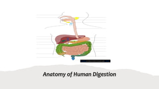 Anatomy of Human Digestion
This Photo by Unknown Author is licensed under CC BY-SA
 