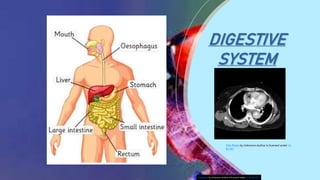 DIGESTIVE
SYSTEM
This Photo by Unknown Author is licensed under CC BY-NC-ND
This Photo by Unknown Author is licensed under CC
BY-NC
 