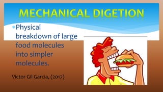 Physical
breakdown of large
food molecules
into simpler
molecules.
Victor Gil Garcia, (2017)
 