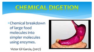 Chemical breakdown
of large food
molecules into
simpler molecules
using enzymes.
Victor Gil Garcia, (2017)
 