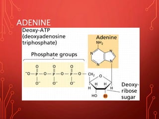 ADENINE
 