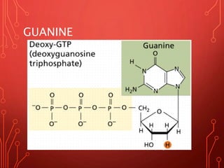 GUANINE
Monday, August 28, 2017
 