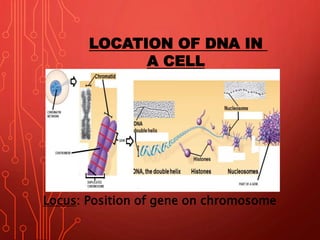 LOCATION OF DNA IN
A CELL
Locus: Position of gene on chromosome
 
