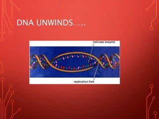 DNA UNWINDS…..
 
