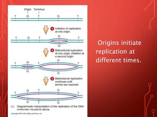 Origins initiate
replication at
different times.
Monday, August 28, 2017
 