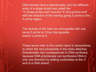 DNA strands have a directionality, and the different
ends of a single strand are called the
"3' (three-prime) end" and the "5' (five-prime) end"
with the direction of the naming going 5 prime to the
3 prime region.
The strands of the helix are anti-parallel with one
being 5 prime to 3 then the opposite
strand 3 prime to 5.
These terms refer to the carbon atom in deoxyribose
to which the next phosphate in the chain attaches.
Directionality has consequences in DNA synthesis,
because DNA polymerase can synthesize DNA in
only one direction by adding nucleotides to the 3'
end of a DNA strand.
 