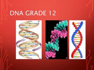 DNA GRADE 12
 