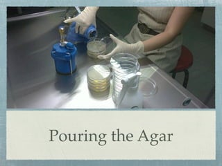 Pouring the Agar