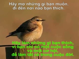 Hãy làm những gì bạn thích, vì bạn chỉ có một cuộc sống và một cơ hội, để làm tất cả trong cuộc đời. Hãy mơ những gì bạn muốn,  đi đến nơi nào bạn thích. 