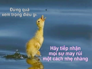 Đừng quá  xem trọng điều gì. Hãy tiếp nhận mọi sự may rủi một cách nhẹ nhàng 