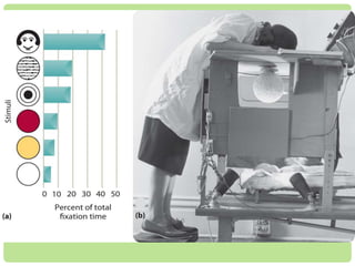 VISION 
Infants show clear visual preferences that are present 
at birth: 
• Prefer to look at patterns and complex stimuli, 
• Prefer to look at faces, 
• Minutes after birth they show a preference for 
certain colors, shapes, configurations. 
Robert Fantz found 
that 2- and 3-month-old 
infants preferred 
to look at more 
complex stimuli. 
 
