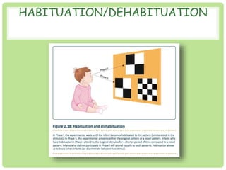 HABITUATION/DEHABITUATION 
 