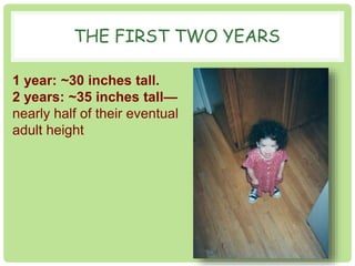 THE FIRST TWO YEARS 
1 year: ~30 inches tall. 
2 years: ~35 inches tall— 
nearly half of their eventual 
adult height 
 