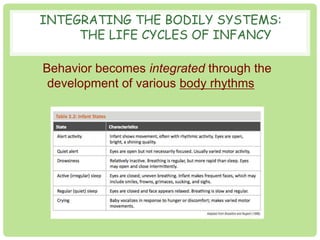 INTEGRATING THE BODILY SYSTEMS: 
THE LIFE CYCLES OF INFANCY 
Behavior becomes integrated through the 
development of various body rhythms 
 