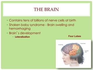 THE BRAIN 
• Contains tens of billions of nerve cells at birth 
• Shaken baby syndrome - Brain swelling and 
hemorrhaging 
• Brain’s development 
• Lateralization 
3-2 
Four Lobes 
 