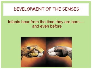 DEVELOPMENT OF THE SENSES 
Infants hear from the time they are born— 
and even before 
 