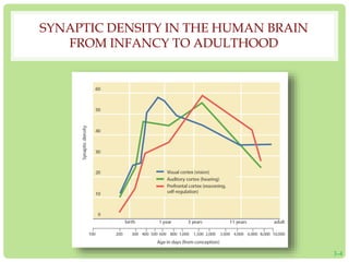 SYNAPTIC DENSITY IN THE HUMAN BRAIN 
FROM INFANCY TO ADULTHOOD 
3-4 
 