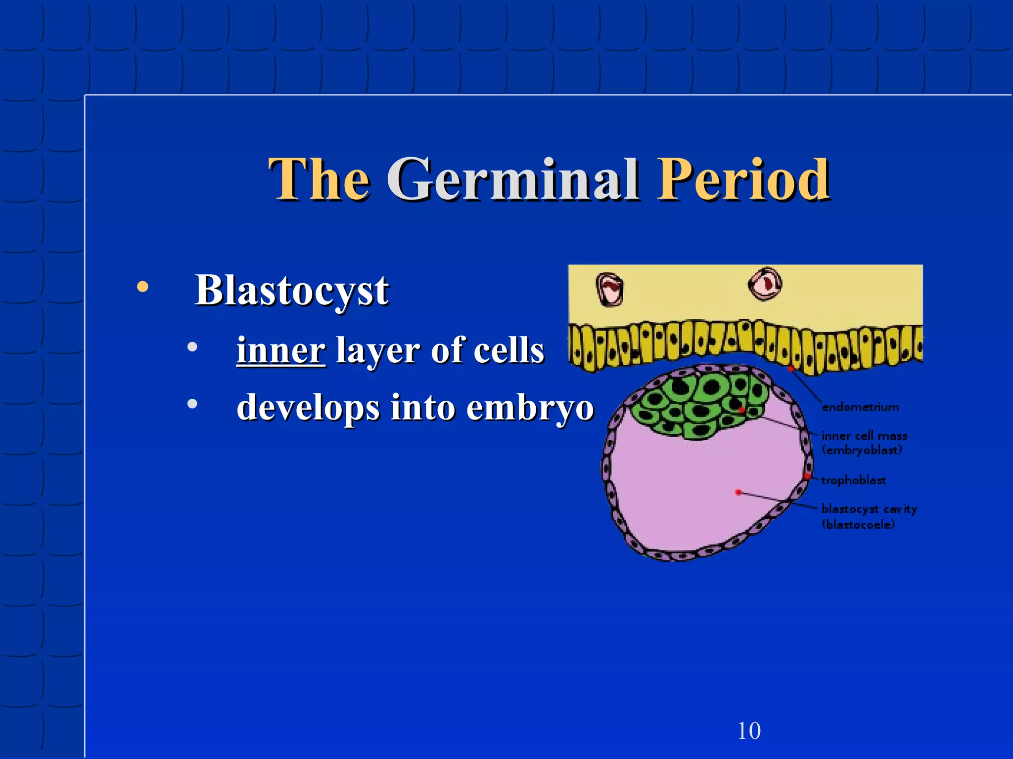 The Germinal Period
• Blastocyst
• inner layer of cells
• develops into embryo

10

 