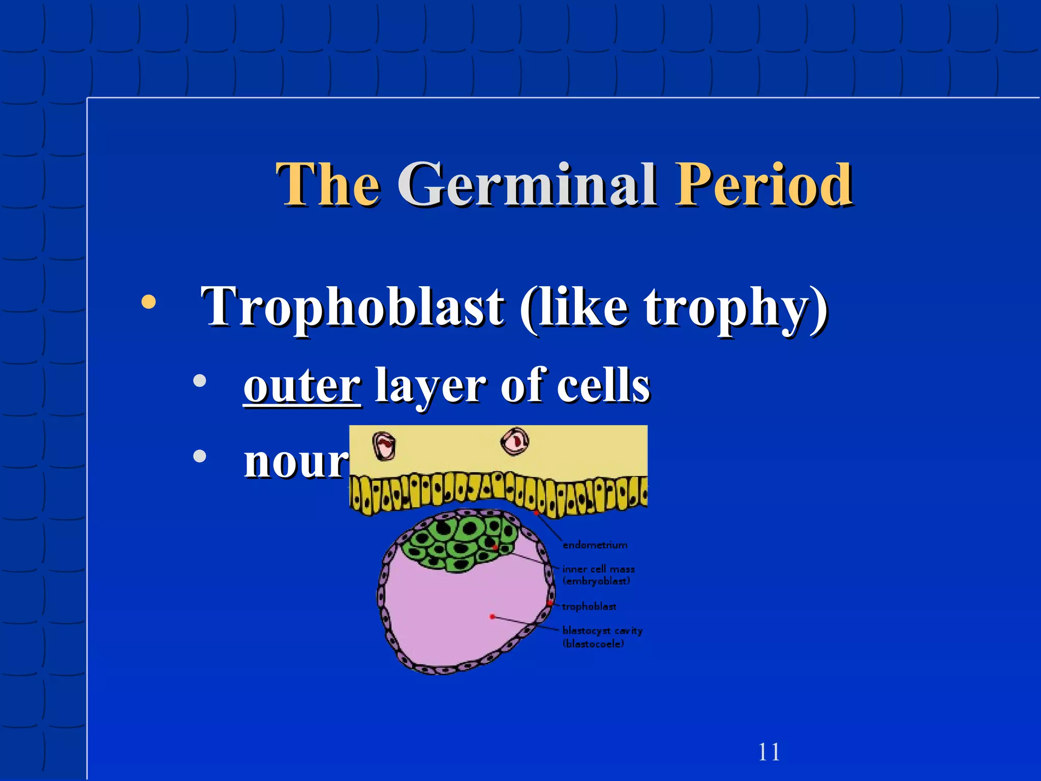 The Germinal Period
• Trophoblast (like trophy)
• outer layer of cells
• nourishes embryo

11

 