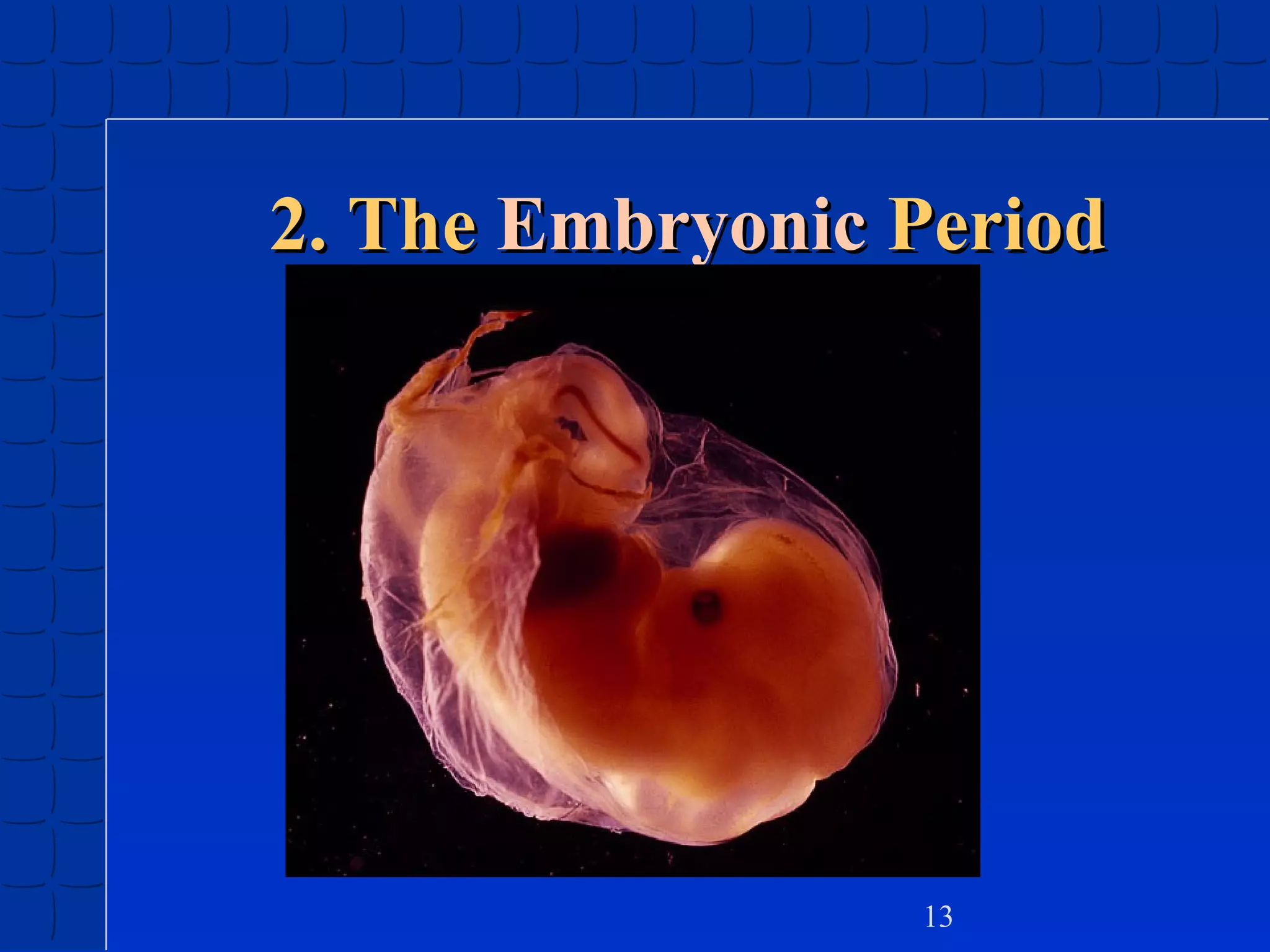 2. The Embryonic Period

13

 