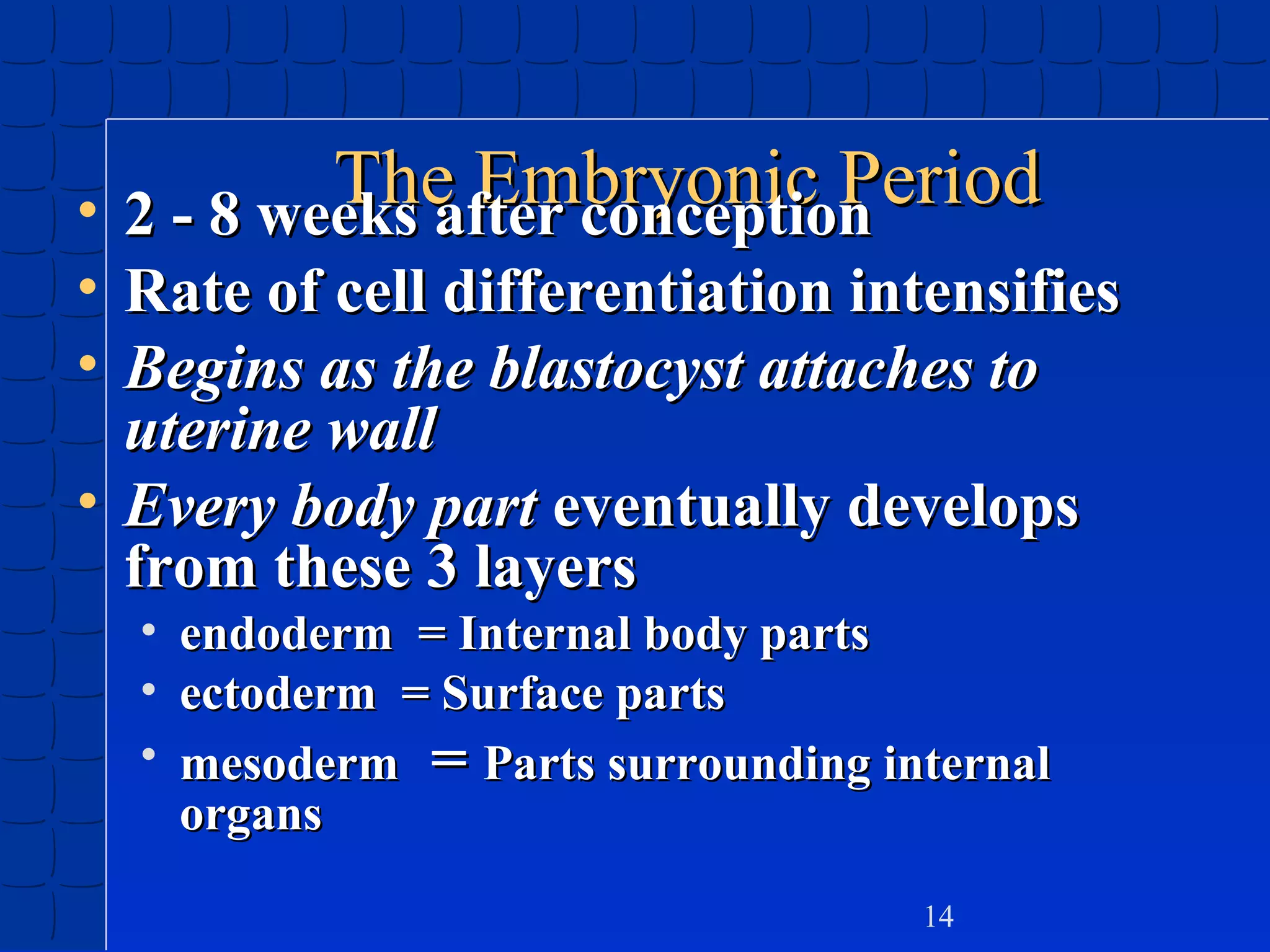 The Embryonic Period
• 2 - 8 weeks after conception

• Rate of cell differentiation intensifies
• Begins as the blastocyst attaches to
uterine wall
• Every body part eventually develops
from these 3 layers
• endoderm = Internal body parts
• ectoderm = Surface parts
• mesoderm = Parts surrounding internal
organs
14

 