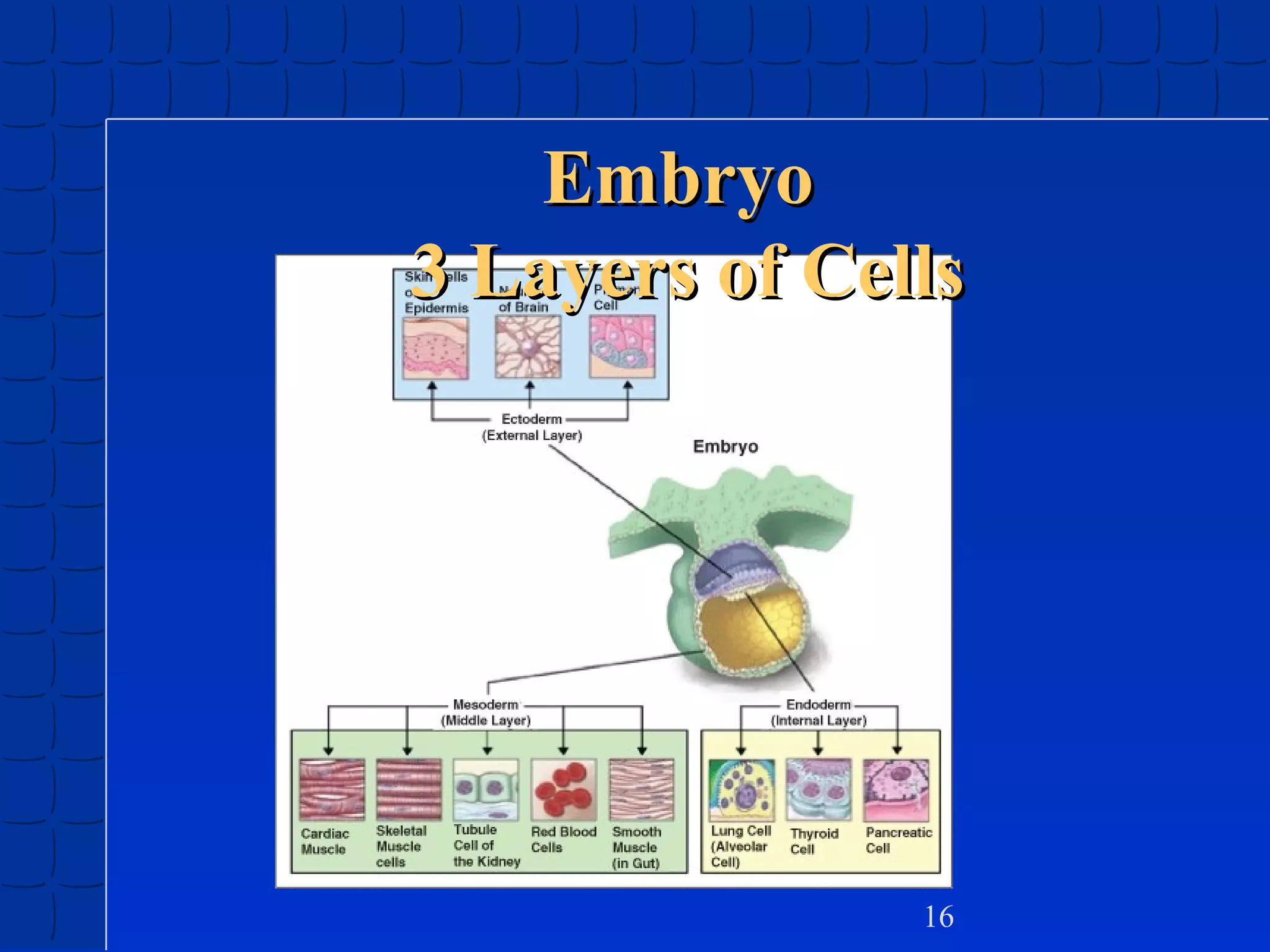 Embryo
3 Layers of Cells

16

 