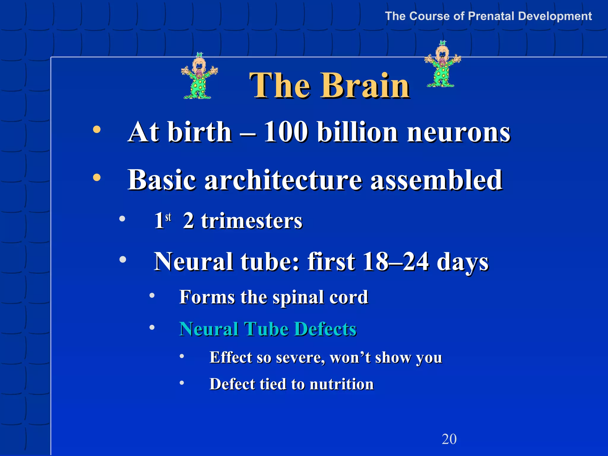 The Course of Prenatal Development

The Brain
• At birth – 100 billion neurons
• Basic architecture assembled
•

1st 2 trimesters

• Neural tube: first 18–24 days
•

Forms the spinal cord

•

Neural Tube Defects
•

Effect so severe, won’t show you

•

Defect tied to nutrition
20

 