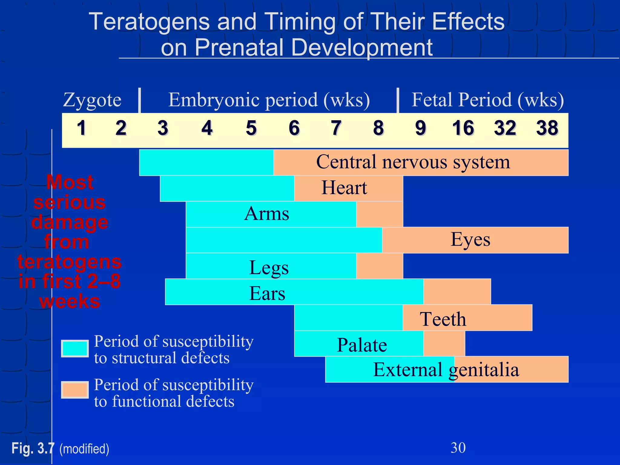 Teratogens and Timing of Their Effects
on Prenatal Development
Zygote
1 2
Most
serious
damage
from
teratogens
in first 2–8
weeks

Embryonic period (wks)
3
4
5
6 7 8

Central nervous system
Heart
Arms
Eyes
Legs
Ears

Period of susceptibility
to structural defects
Period of susceptibility
to functional defects
Fig. 3.7 (modified)

Fetal Period (wks)
9 16 32 38

Teeth
Palate
External genitalia

30

 