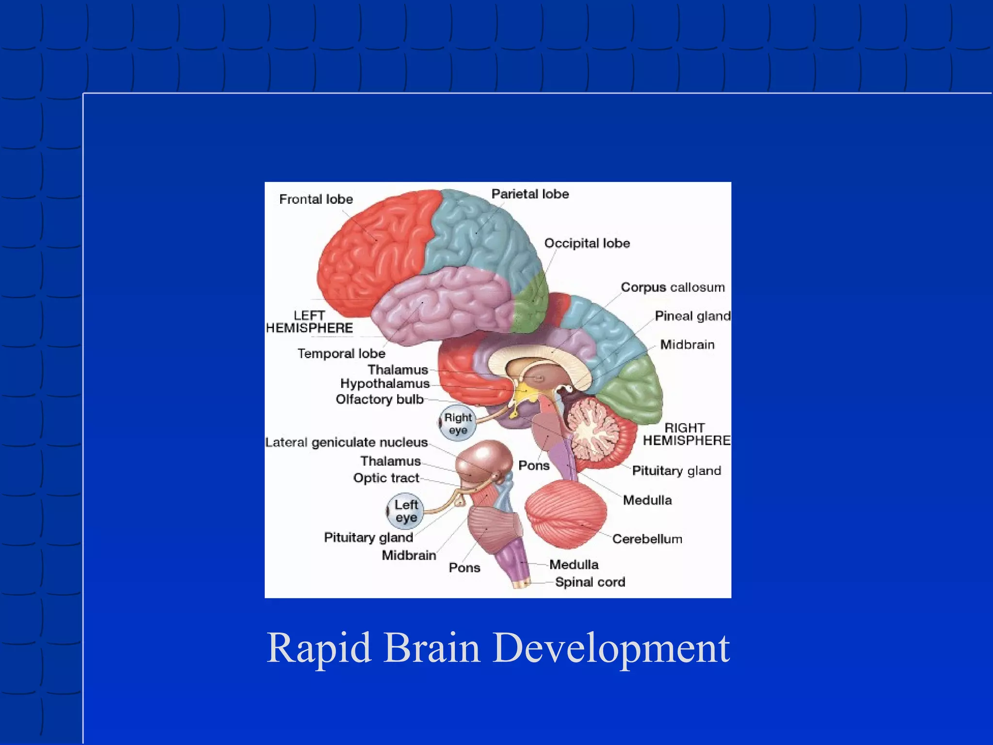 Rapid Brain Development

 