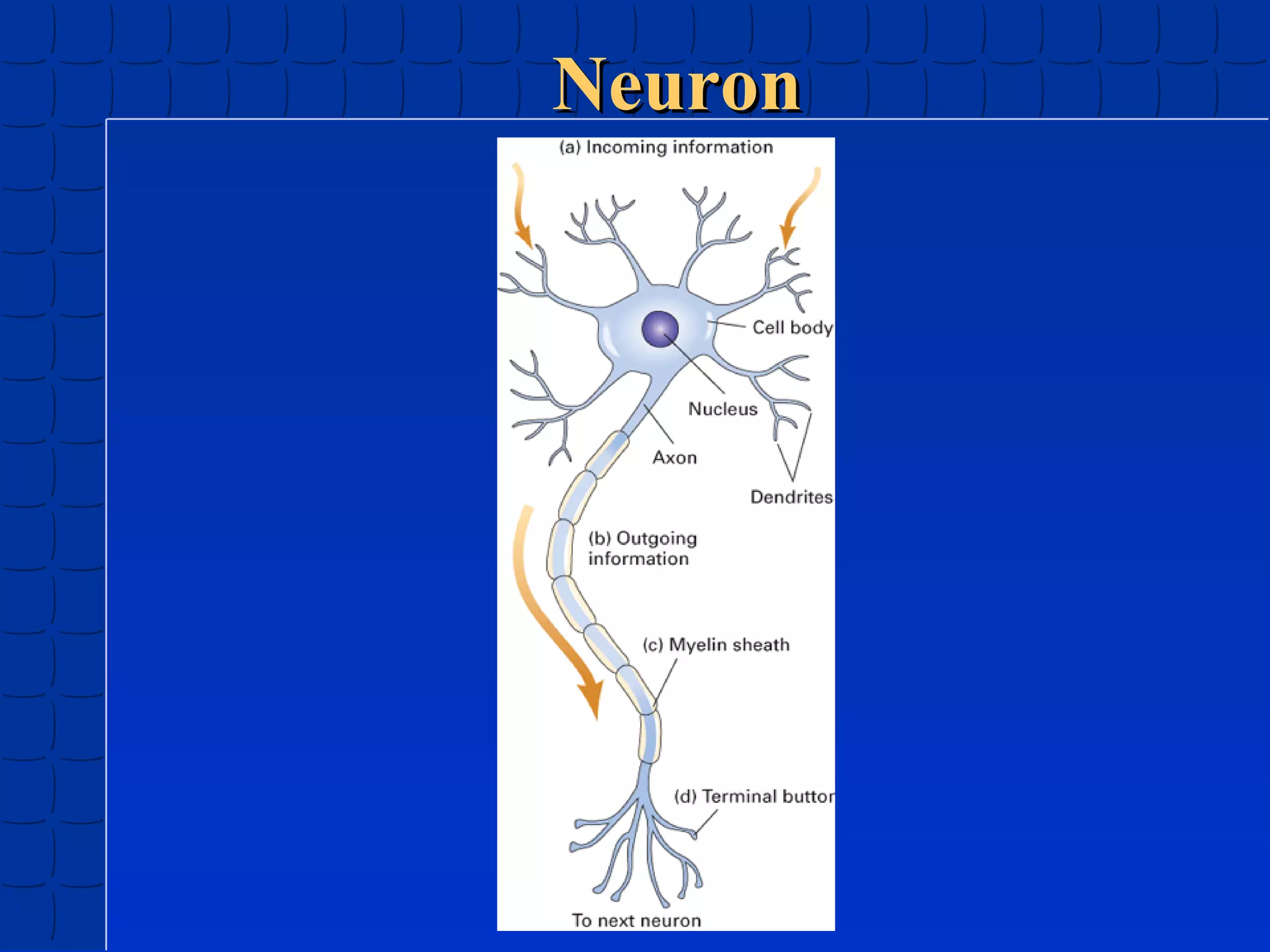 Neuron

 