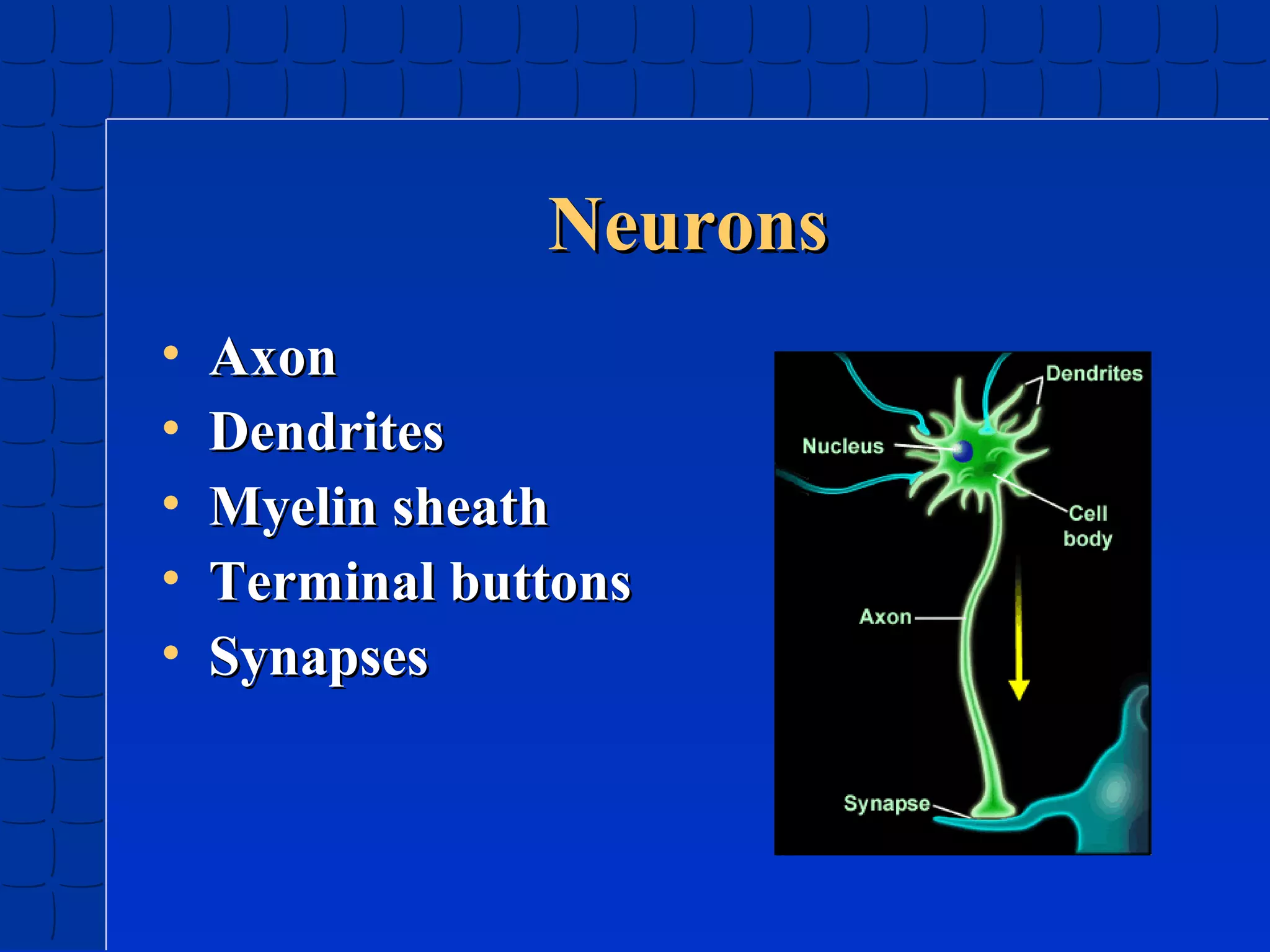 Neurons
•
•
•
•
•

Axon
Dendrites
Myelin sheath
Terminal buttons
Synapses

 
