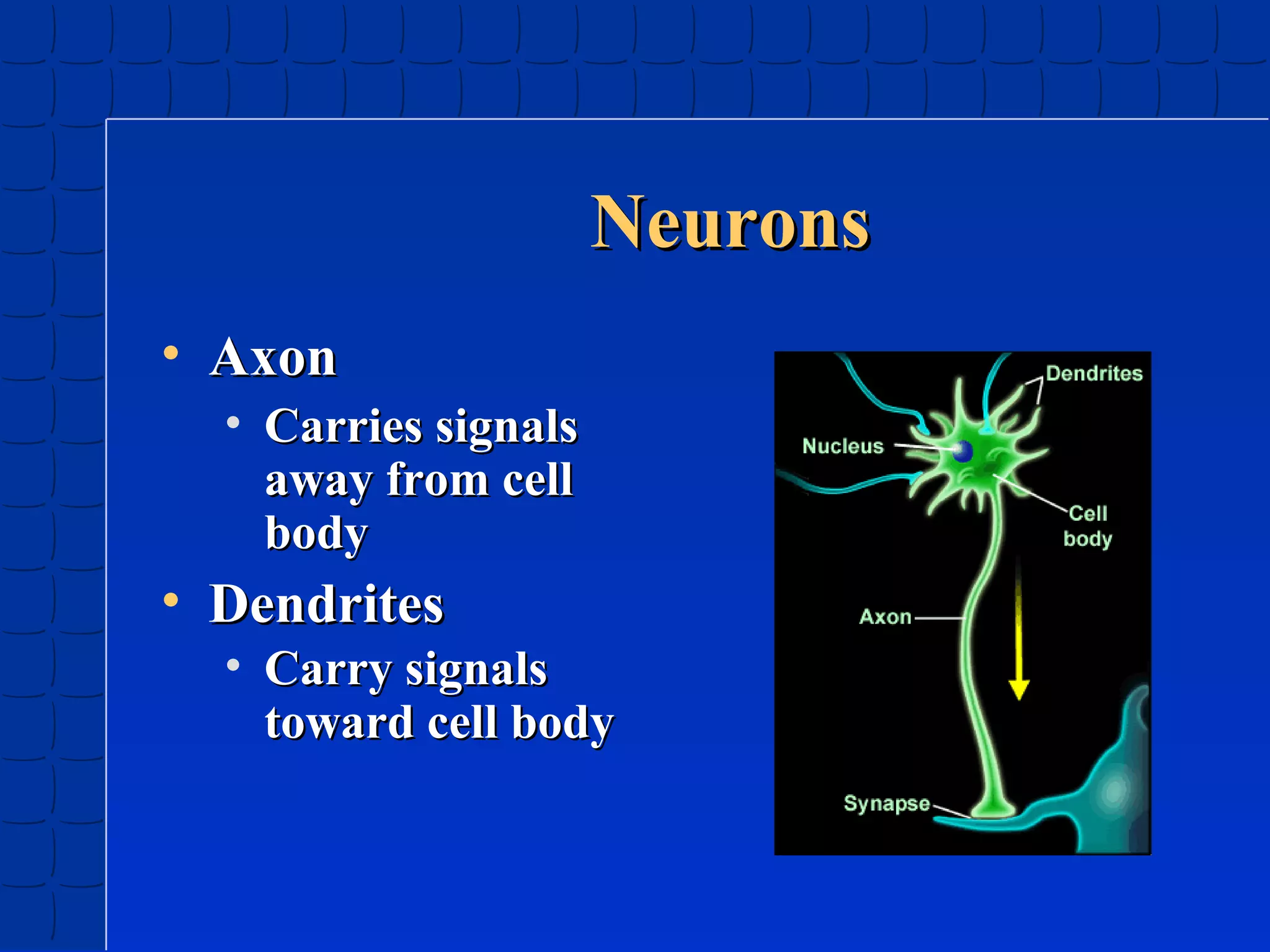 Neurons
• Axon
• Carries signals
away from cell
body

• Dendrites
• Carry signals
toward cell body

 