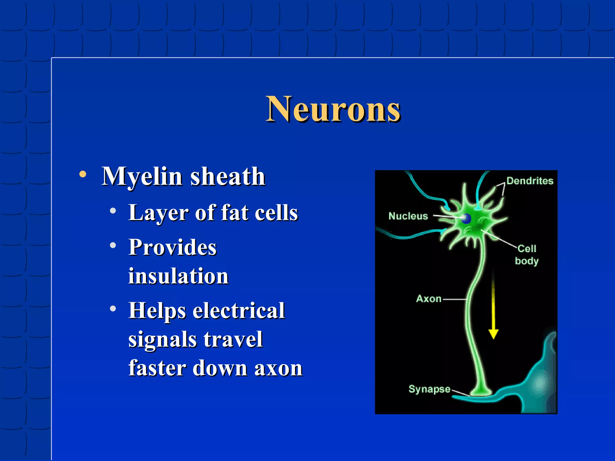 Neurons
• Myelin sheath
• Layer of fat cells
• Provides
insulation
• Helps electrical
signals travel
faster down axon

 