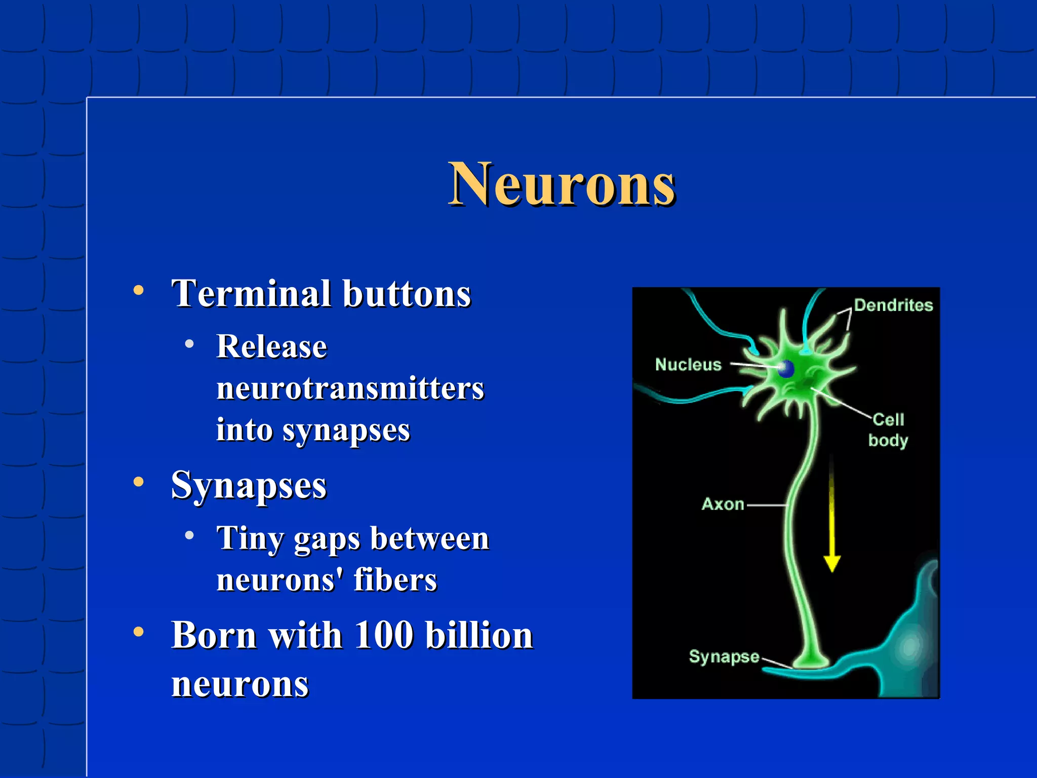 Neurons
• Terminal buttons
• Release
neurotransmitters
into synapses

• Synapses
• Tiny gaps between
neurons' fibers

• Born with 100 billion
neurons

 