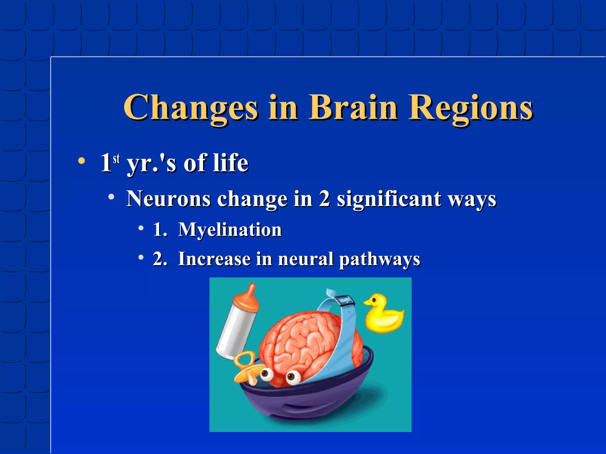 Changes in Brain Regions
• 1st yr.'s of life
• Neurons change in 2 significant ways
• 1. Myelination
• 2. Increase in neural pathways

 
