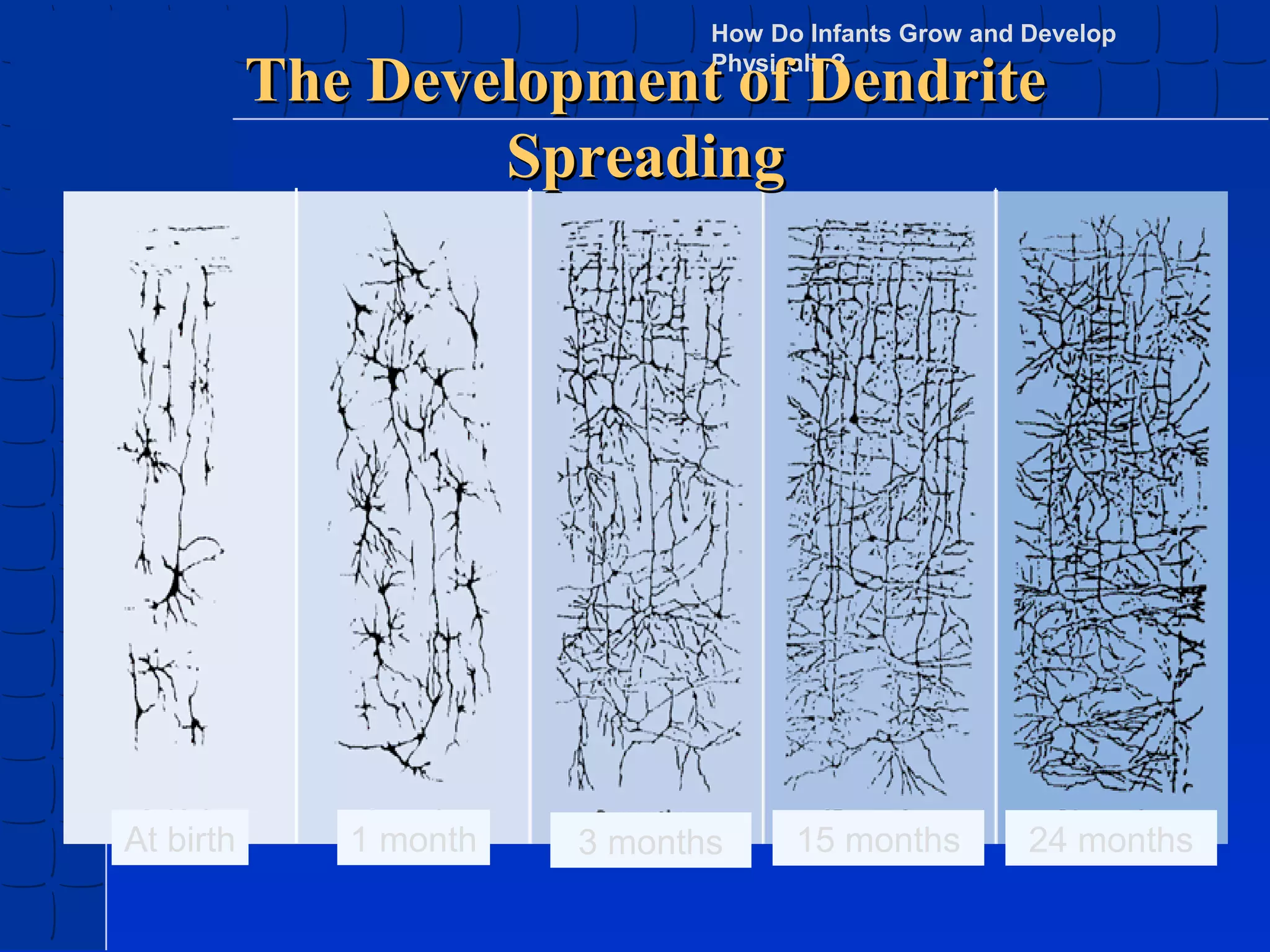 How Do Infants Grow and Develop
Physically?

The Development of Dendrite
Spreading

At birth

1 month

3 months

15 months

24 months

 