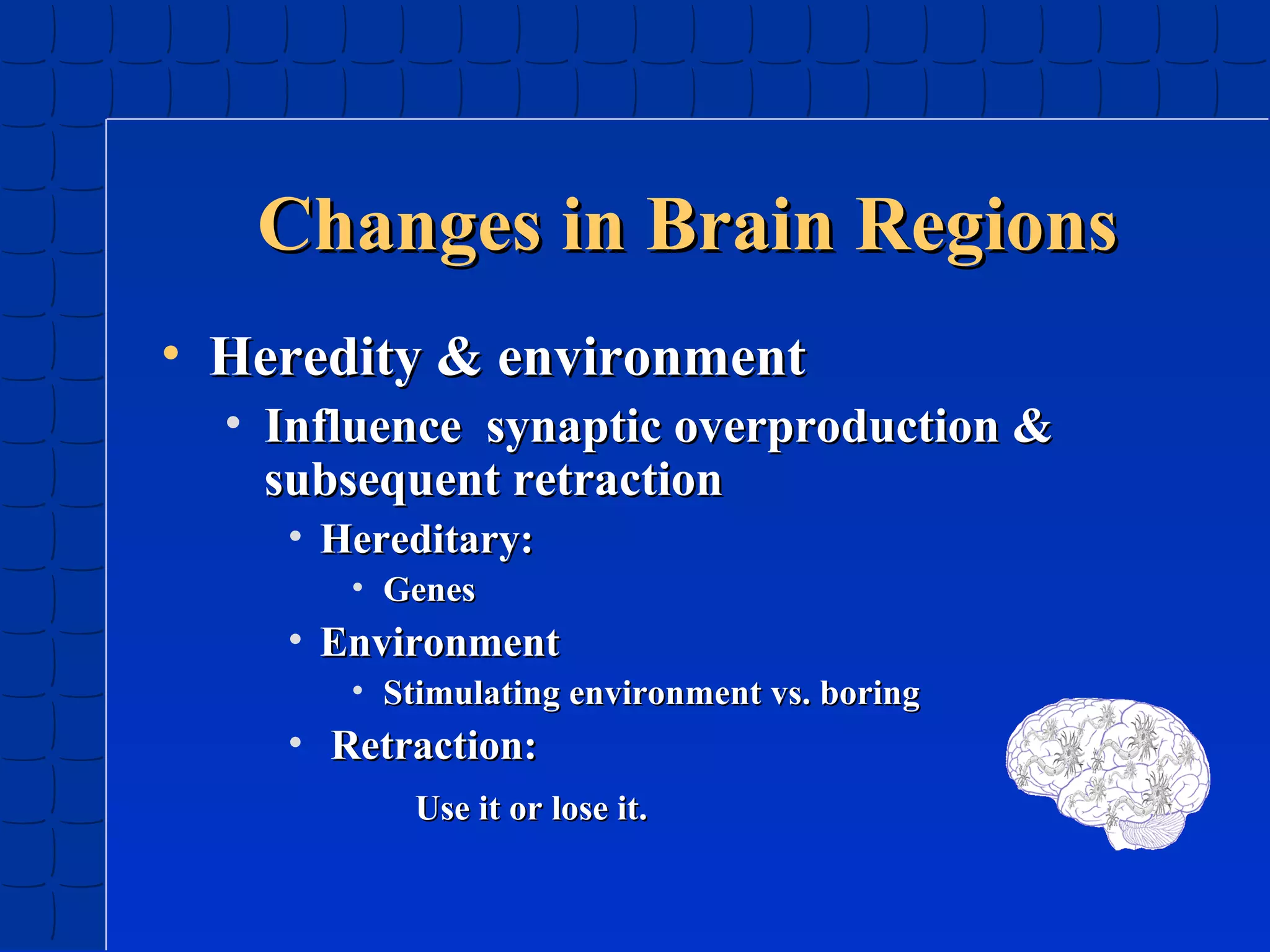 Changes in Brain Regions
• Heredity & environment
• Influence synaptic overproduction &
subsequent retraction
• Hereditary:
• Genes

• Environment
• Stimulating environment vs. boring

• Retraction:
Use it or lose it.

 